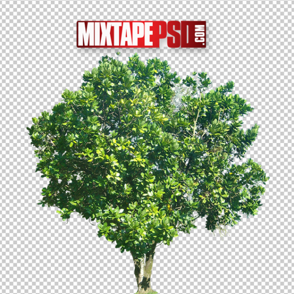 Large Tree Template