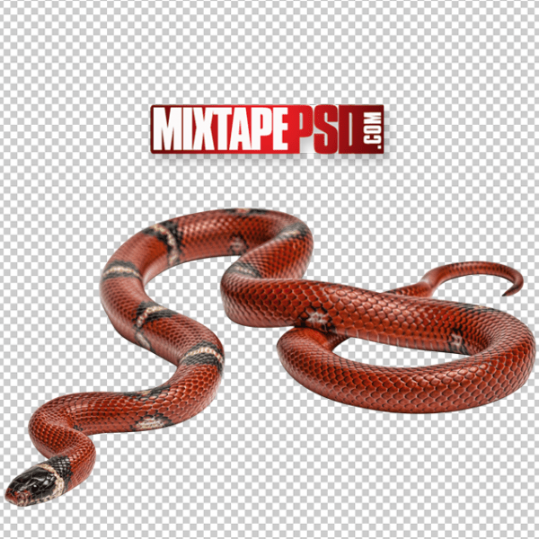 Red Black Snake