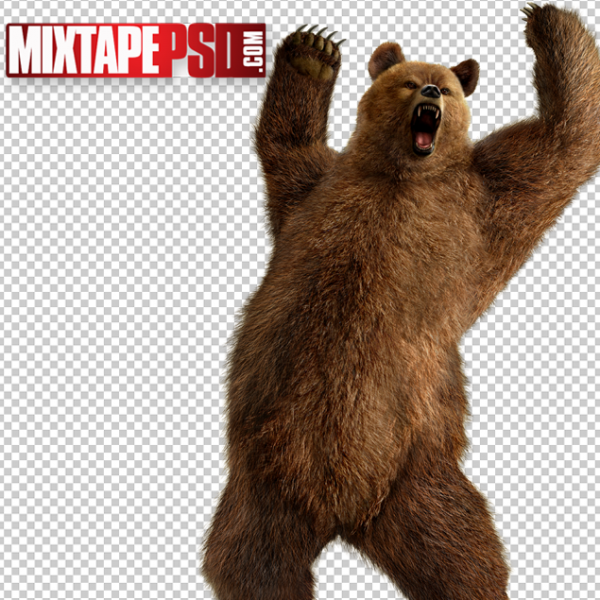 Bear Cut PNG, Officialpsds, Officialpsd, png images free, png images transparent background, png images hd, png images for photoshop, png images website, png images for free download, png images download, png images background, png images examples, png images for editing, png images for download, PNG Images