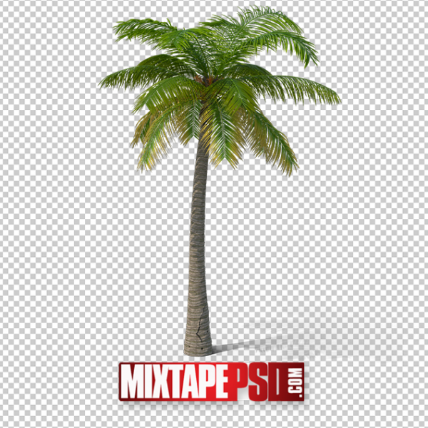 HD Palm Tree