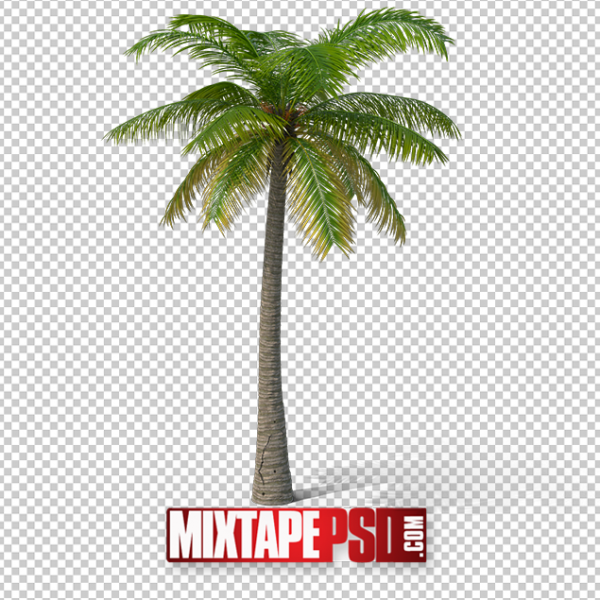HD Palm Tree 2