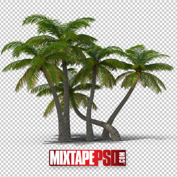 HD Palm Trees 3