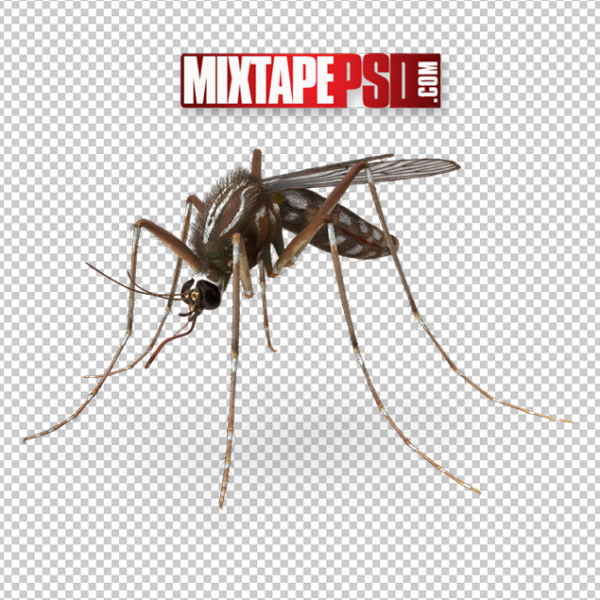 HD Mosquito