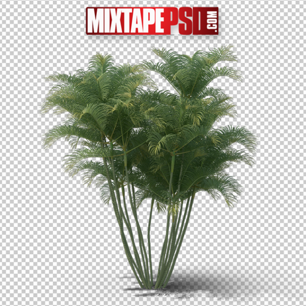 HD Palm Trees 5, PNG Images, Free PNG Images, Png Images Free, PNG Images with Transparent Background, png transparent images, png images gallery, background png images, png background images, images png, free png images download, royalty free ping images