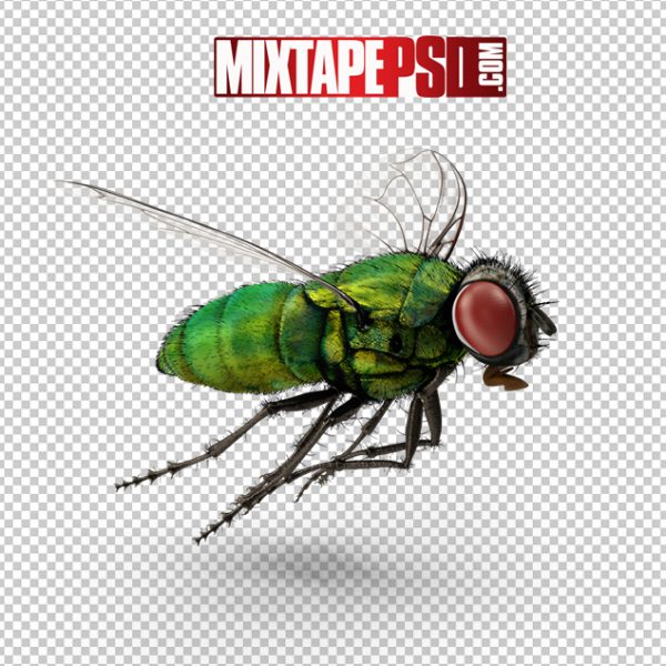 HD Green Bottle Fly, Background png Images, Free PNG Images, free png images download, images png, png Background Images, PNG Images, Png Images Free, png images gallery, PNG Images with Transparent Background, png transparent images, royalty free png images, Transparent Background