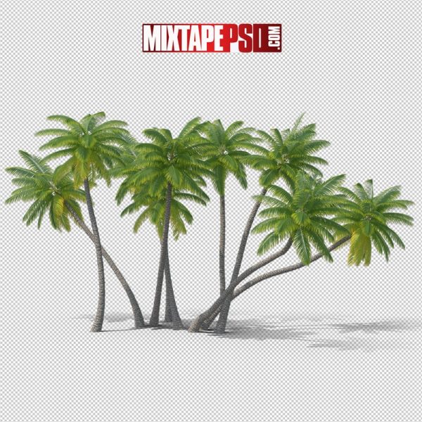 HD Palm Trees 6, png, pngs, png’s, png images, image png, images png, png backgrounds, transparent png, free png, png tree, png transparent background, free png image, transparent images