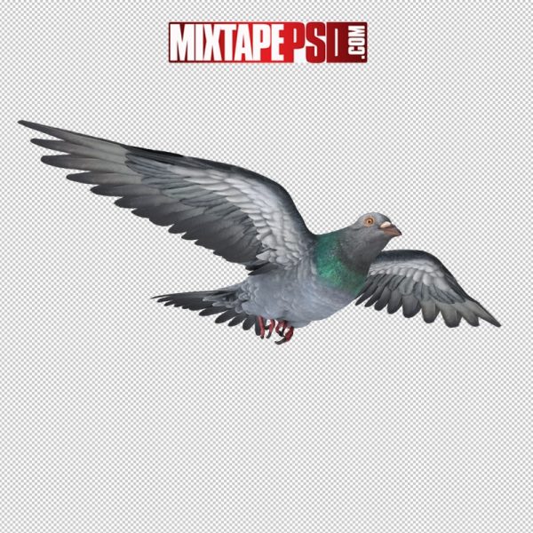 HD Flying Pigeon 3, pngs, png’s, png images, image png, images png, png backgrounds, transparent png, free png, png tree, png transparent background, free png image, transparent images